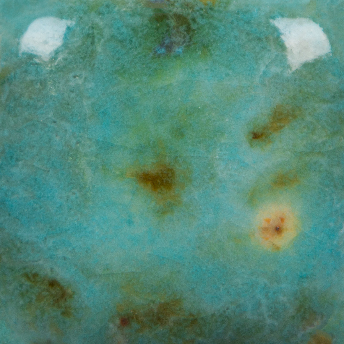 Blue Guppy