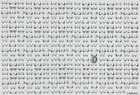 Boobies - Underglaze Transfer Sheet